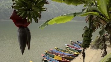 Renkli tekneler ve olgunlaşmamış muz. Phewa Lake, Pokhara, Nepal.