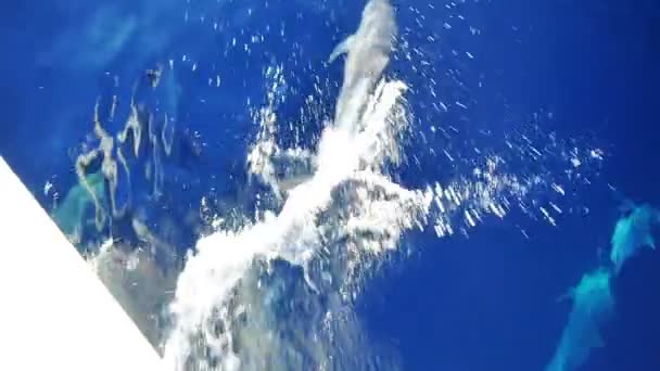 Дельфіни плавають біля корабля — стокове відео