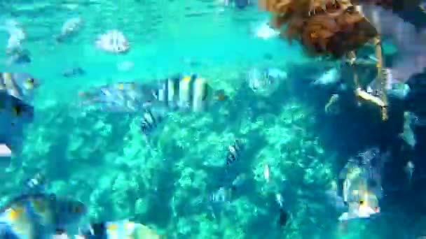 Stim av fiskar nära ett korallrev. — Stockvideo