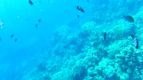 Ondiepten van vissen in de buurt van een koraal rif. — Stockvideo