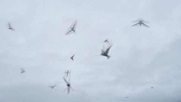 Gaivotas atacando um fotógrafo — Vídeo de Stock