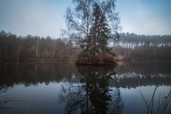 Cannock Chase National Forest Visite Heure Matin Whith Brume — Photo
