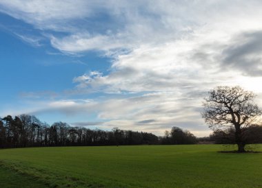 Mavi bulutlu gökyüzü, İngiltere 'de bir parkta hafif bir yürüyüş.