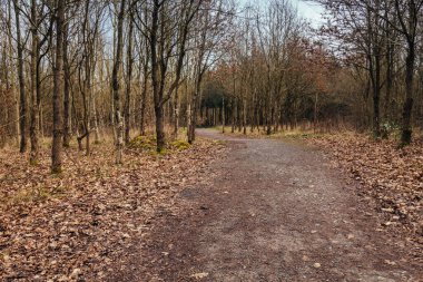 İngiltere 'de, Moira şehrinde, Hicks Lodge' da ulusal ormanda dolaş.
