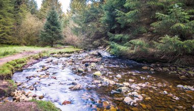 İngiltere 'deki Yılan Avı parkında bir patikada yürüyorum.