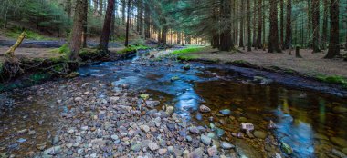 İngiltere 'deki Yılan Avı parkında bir patikada yürüyorum.