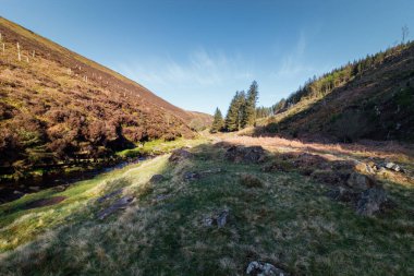 İngiltere 'deki Yılan Avı parkında bir patikada yürüyorum.