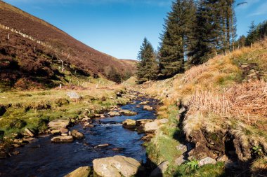 İngiltere 'deki Yılan Avı parkında bir patikada yürüyorum.