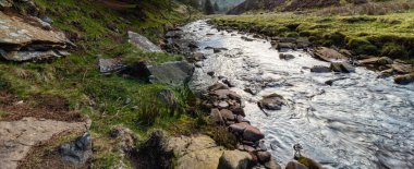 İngiltere 'deki Yılan Avı parkında bir patikada yürüyorum.