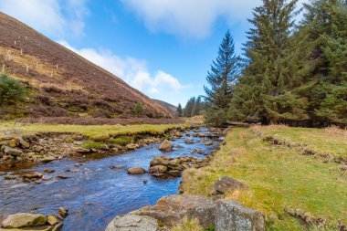 İngiltere 'deki Yılan Avı parkında bir patikada yürüyorum.