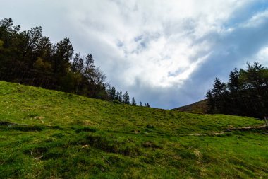 İngiltere 'deki Yılan Avı parkında bir patikada yürüyorum.