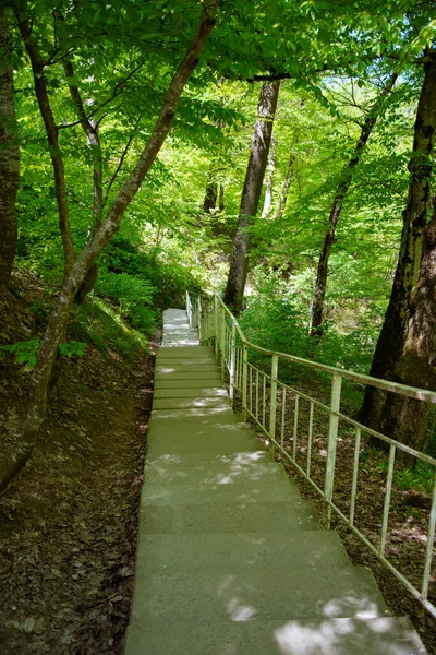 A path with steps in the forest. Nature and tourism in summer and autumn.