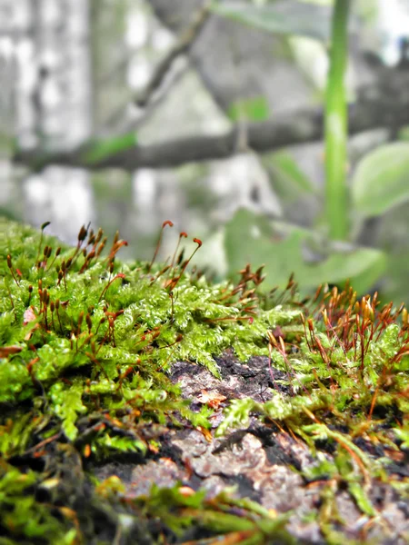 Yosun ve liken yaz yakın çekim ormanında — Stok fotoğraf