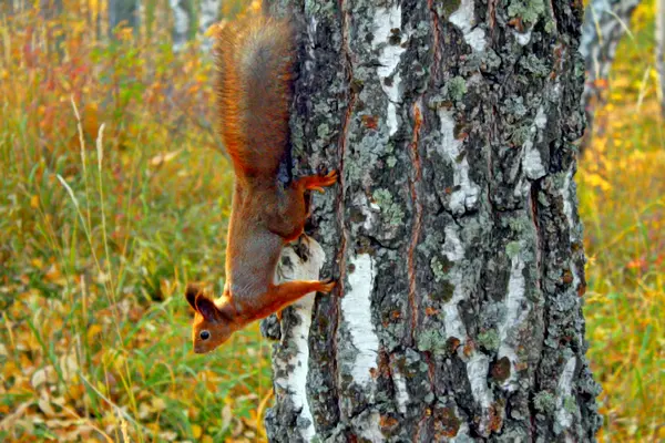 Śmieszne wiewiórki na drzewie do góry nogami w dół — Zdjęcie stockowe