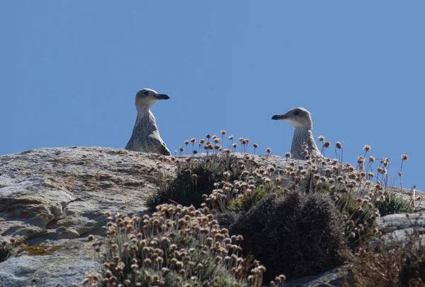 Youngs gaviota Imágenes de stock libres de derechos