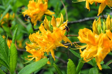 sarı çiçek ve bir arı
