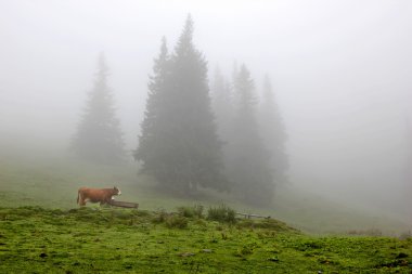 sisli ormanın içinde çayırda inek
