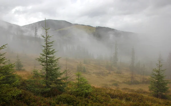 Young coniferous forest in fog — Stock Photo, Image