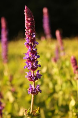 vahşi kır çiçeği