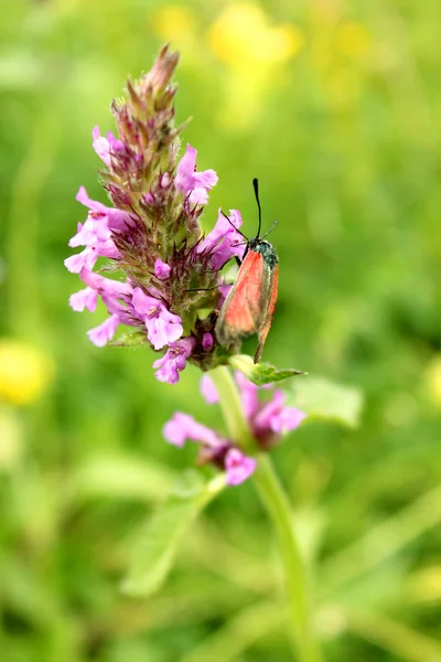 Schmetterling bestäubt eine Blume — Stockfoto