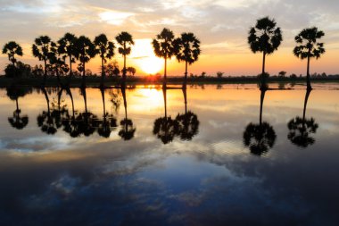 Avuç içi su dolu pirinç alan gün batımında ağaçta