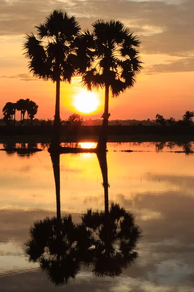 Palms trees on the flooded rice field at sunset — Stock Photo, Image