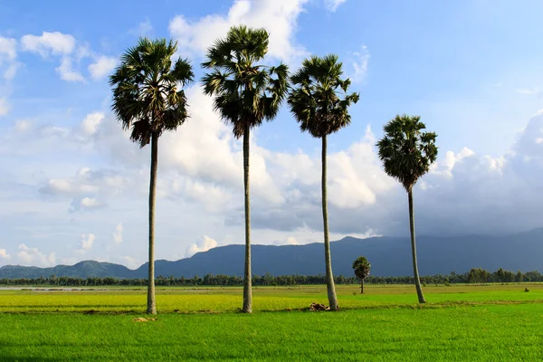 Palmy trees on the rice field of Chau Doc area, An Giang province, Southern of Vietnam. — Stock Photo, Image