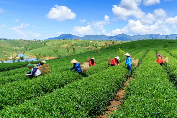 Çiftçiler Bao Loc highland, Vietnam, çay çiftlikte çalışma. — Stok fotoğraf