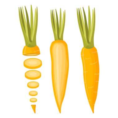 Tam havuç ve dilimler halinde kesilmiş. Taze sebze çizgi filmi beyaz arka planda izole edildi.