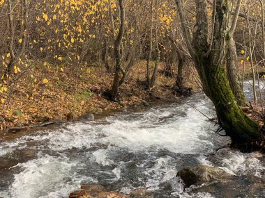 Madrid dağlarında sonbahar boyunca ormandaki su deresi