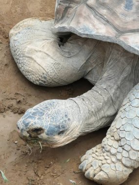Büyük kaplumbağayı hayvanat bahçesine indir.