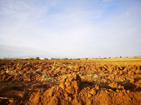 Cultivo Campos Agricultura Por Tarde — Foto de Stock