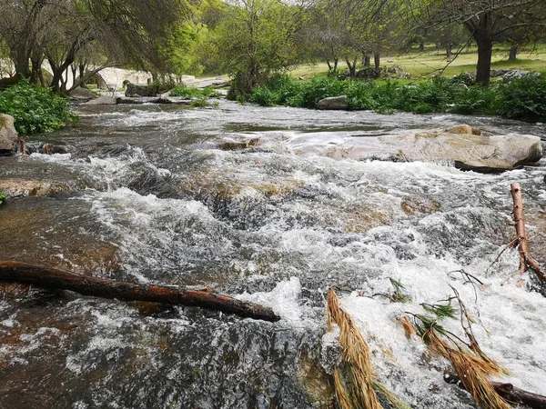 Речной Поток Воды Лесу — стоковое фото