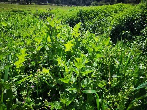 Grass Wild Herbs Mountains Madrid Area — Foto Stock