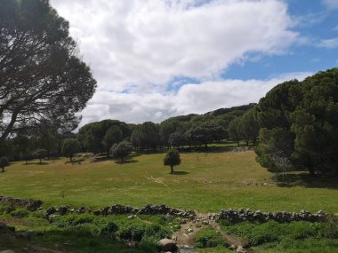Mediterranean forest environment in the mountains