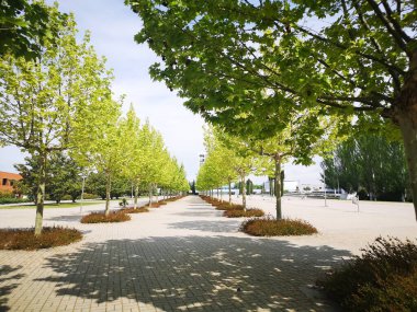 Güneşli bir bahar gününde Üniversite Kampüsü Bulvarı