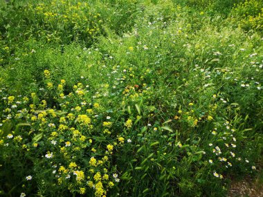 Baharda Madrid çayırları