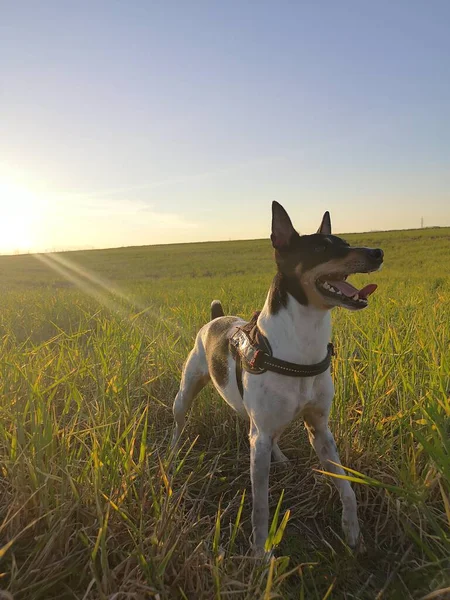 Ratte Terrier Hund Der Prärie — Stockfoto