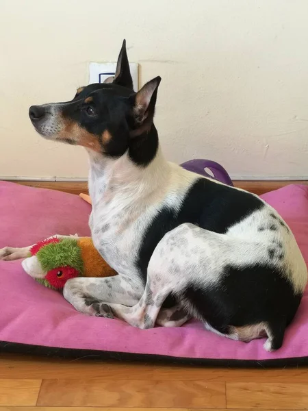 Rat Terrier Ratonero Ισπανικό Χαριτωμένο Κουτάβι — Φωτογραφία Αρχείου