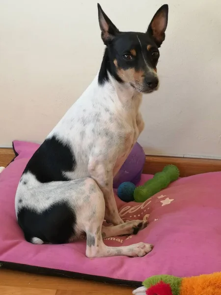 Rat Terrier Ratonero Ισπανικό Χαριτωμένο Κουτάβι — Φωτογραφία Αρχείου