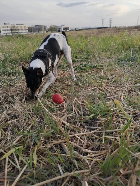 Mignon Rat Terrier Coucher Soleil Prairie — Photo