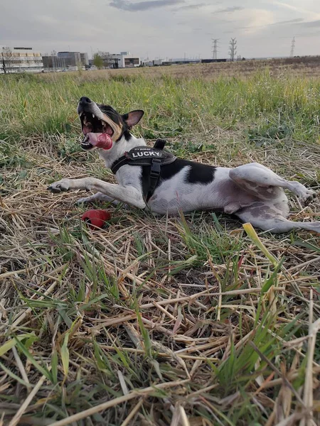 Mignon Rat Terrier Coucher Soleil Prairie — Photo