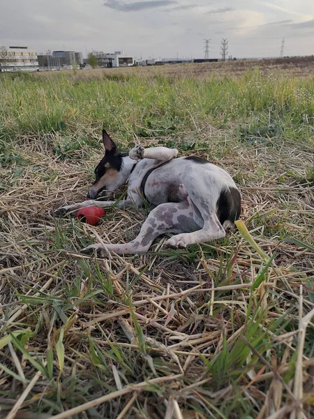 Mignon Rat Terrier Coucher Soleil Prairie — Photo