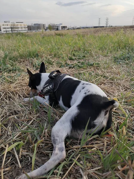 Schattig Rat Terrier Zonsondergang Het Weitje — Stockfoto