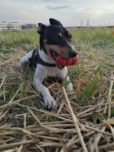 Mignon Rat Terrier Coucher Soleil Prairie — Photo