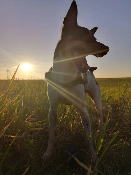 Netter Rattenterrier Sonnenuntergang Auf Der Wiese — Stockfoto