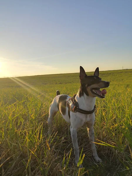 Netter Rattenterrier Sonnenuntergang Auf Der Wiese — Stockfoto