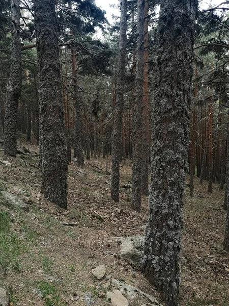 Лісовий Пейзаж Стовбуром Дерев — стокове фото