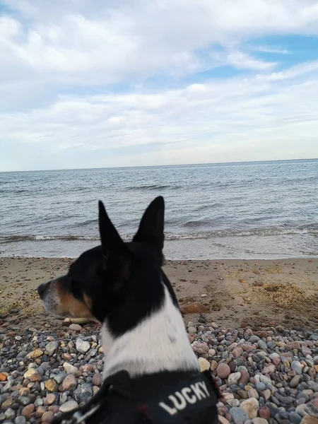 Méditation Canine Bord Mer Dans Une Soirée Printemps — Photo