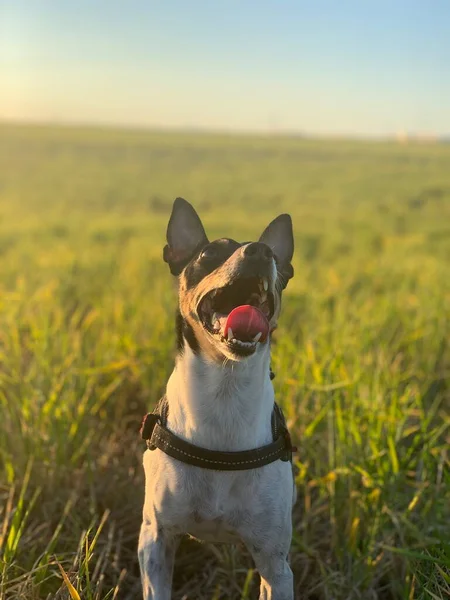 Chien Mignon Heureux Dans Prairie — Photo